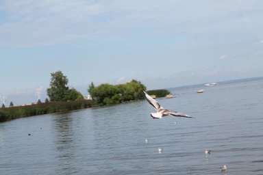 Чайка над водой